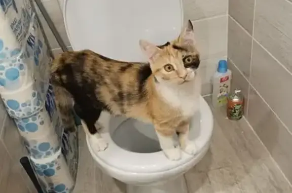 Пропала кошка, ул. Космонавтов, Ставрополь