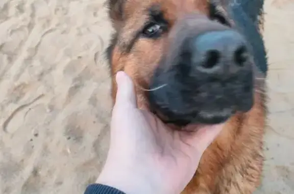 Овчарка найдена: Советская ул., 76А