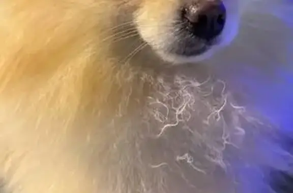 Пропала собака, Речная ул. 10, Александров