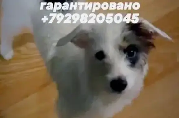 Пропала собака, пер. Островского, 84, РнД