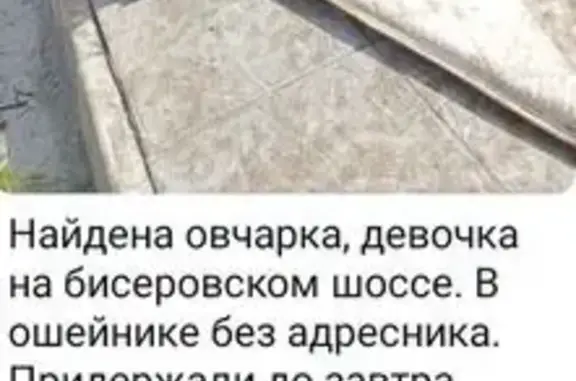 Найдена собака, , фото: Собака найдена в Текстильщик СНТ, МО