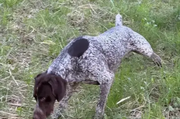 Найдена собака, Московская область, фото: Собака найдена в Съяново-2, МО
