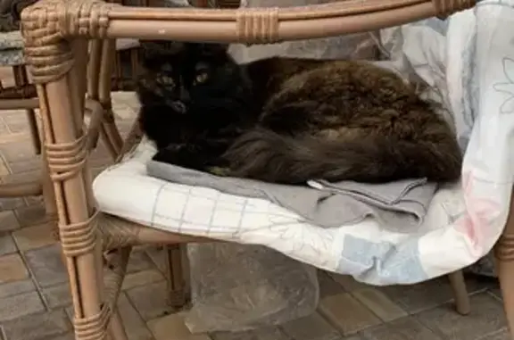 Кошки потеряшки, Краснодар, фото: Потеряшка кошка, Краснодар, 1-й Первомайский, 33