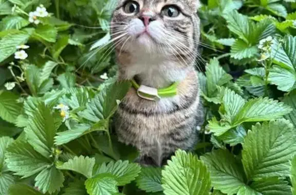 Объявления о пропавших и найденных животных, Белореченск, фото: Пропала кошка, ул. Абрикосовая, 23