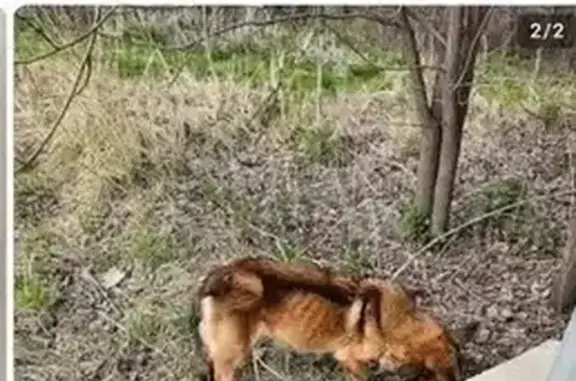 Найдена собака, Тавда, фото: Собака найдена, Заводская 15А, Тавда