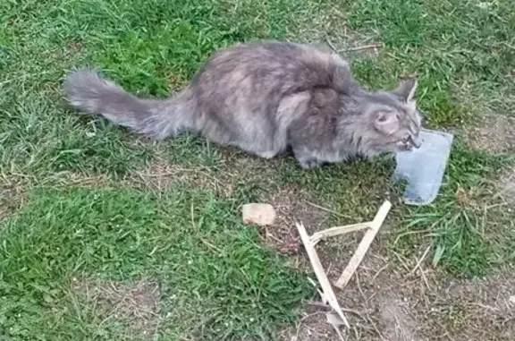 Кошка найдена: ул. Первомайская, 29, Знаменский