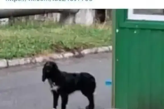 Найдена собака, Свердловская область, фото: Найдена собака, Екатеринбург, Свердловская обл.