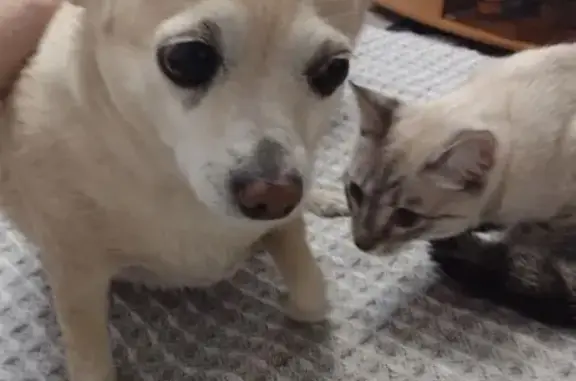 Найдена собака, Омск, фото: Собака найдена: ул. Челюскинцев 66к1, Омск