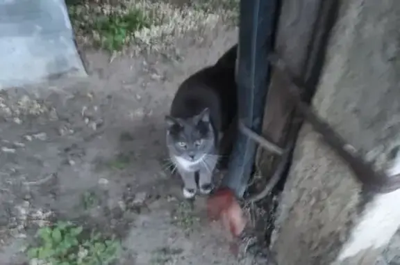 Найдена кошка, Воронеж, фото: Кот найден: Таранченко 25, Воронеж