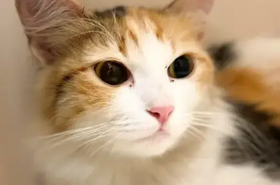Найдена кошка, Краснодар, фото: Найдена кошка, ул. Декабристов 59, Краснодар