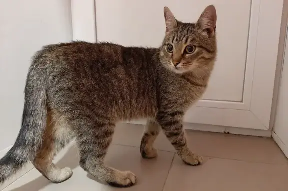 Кошка найдена на ул. Димитрова, 59