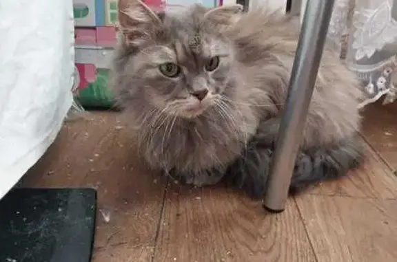 Кошка найдена: пр. Ветеранов, 47, СПб