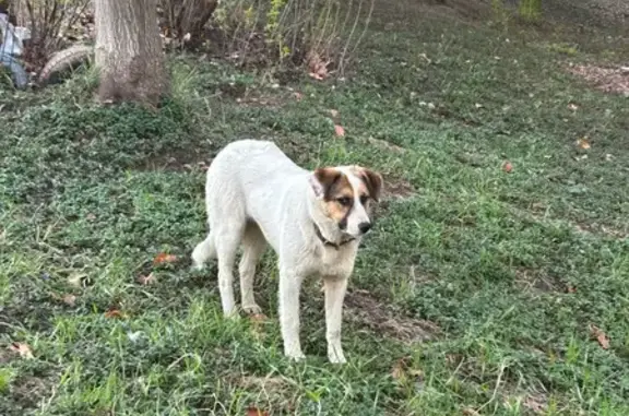 Собака найдена: Большая, 103, Хабаровск