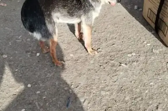 Собака найдена: 4-я Железнодорожная, 47Ж