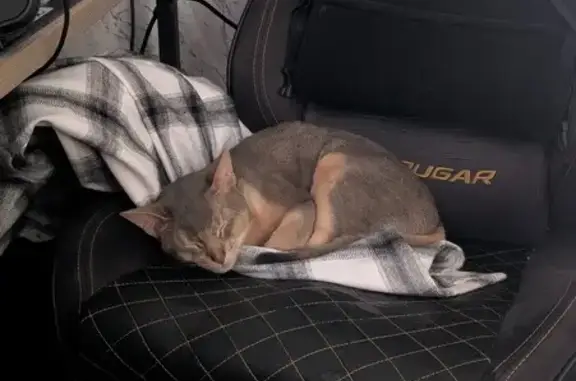 Кошки потеряшки, Кемерово, фото: Потеряшка кошка, Институтская 2, Кемерово