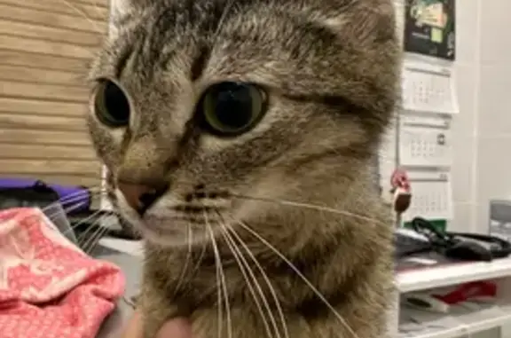 Кошка найдена на ул. Рахова, 152В, Саратов