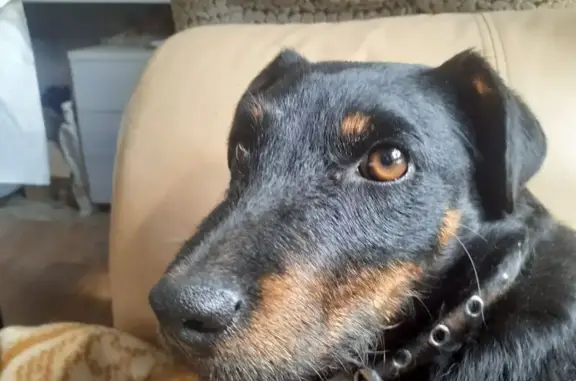 Собаки потеряшки, Нижний Новгород, фото: Потеряшка собака, Ванеева 18, Нижний Новгород