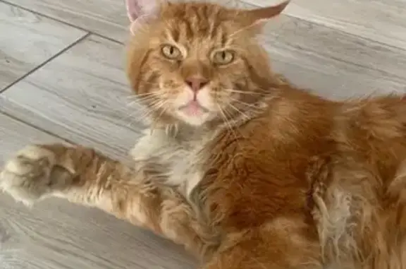 Кошки потеряшки, Лесниково, фото: Потеряшка кошка в Лесниково, Курганская обл.