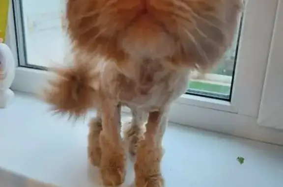 Кошка найдена, Карагандинская 57, Оренбург