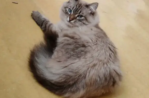 Кошки потеряшки, Саратов, фото: Потеряшка кошка, 7-й Железнодорожный, 10