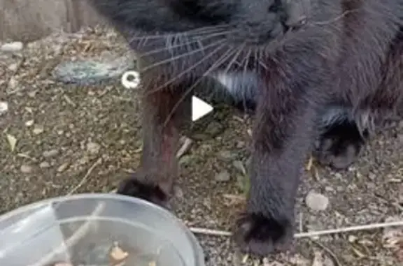 Найдена кошка, Абакан, фото: Кот найден в Абакане на Ленинского Комсомола, 14