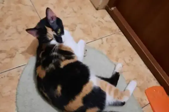 Кошки потеряшки, Воронежская область, фото: Потеряшка трёхцветная кошка, Воронеж