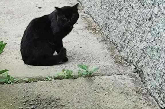 Найдена кошка, Екатеринбург, фото: Кошка найдена: Белинского 220 к.7, Екб