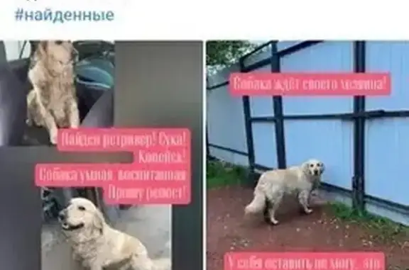 Ретривер найден: пр. Победы, 4Б, Копейск