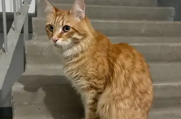Найдена рыжая кошка, Геодезическая 10к1