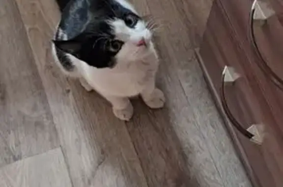 Кошка найдена, 18-я Северная, 88, Омск