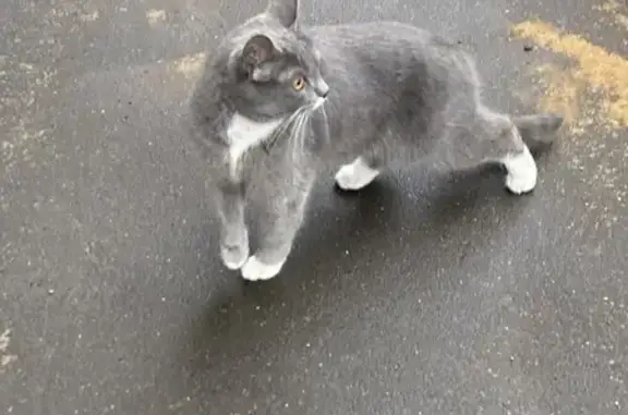 Кошка найдена: Ружейный пер., 4 с1, Москва