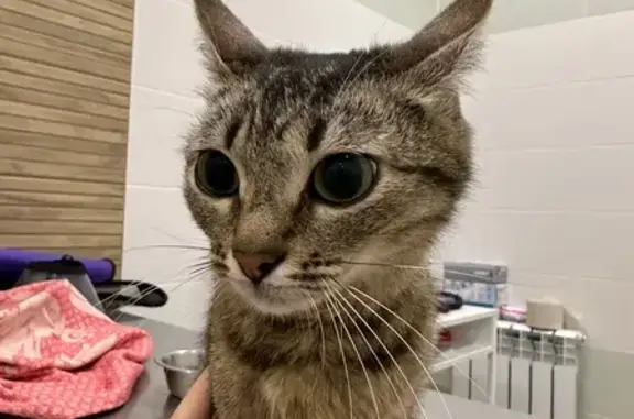 Кошка найдена на дереве, Рахова 152В