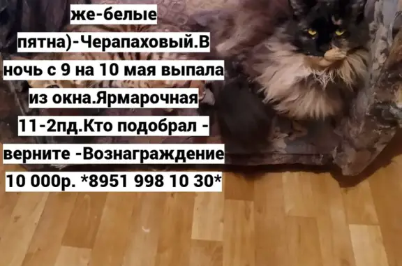 Пропала кошка мейнкун, Ярмарочная 11