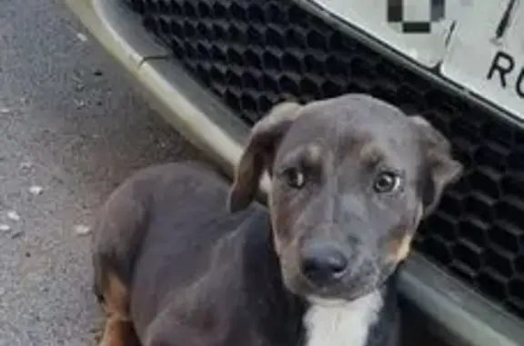 Найдена собака, Ростов-на-Дону, фото: Щенок найден на Стабильной, 38, Ростов-на-Дону