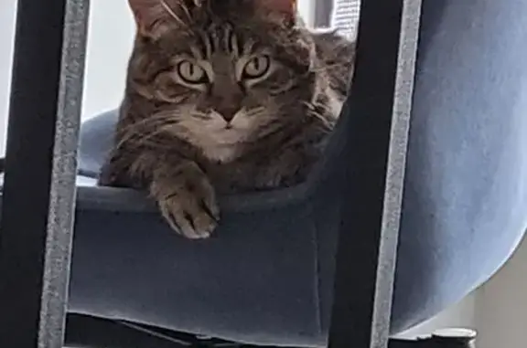 Кошки потеряшки, , фото: Потеряшка кошка, T'bilisi, Bochorishvili 28