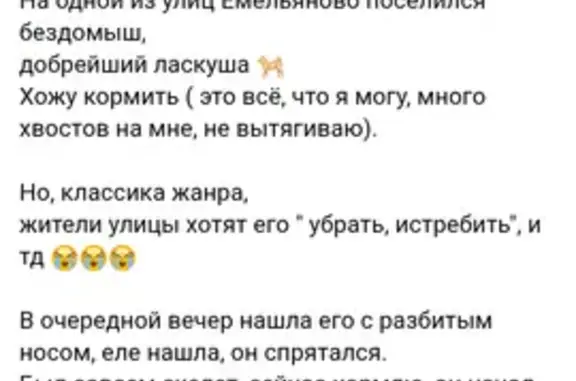 Найдена собака, Брянская область, фото: Собака найдена: Емельянова, Брянская обл.
