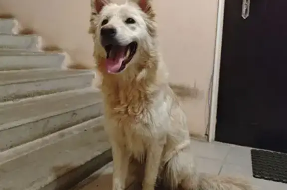 Найдена собака, ул. Фрунзе, 20, Тверь