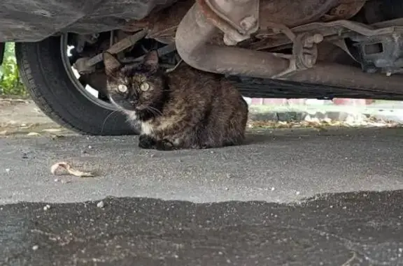 Пропала кошка, Балашиха, МО