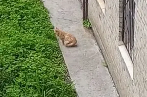 Рыжий кот на Мамина-Сибиряка, 73