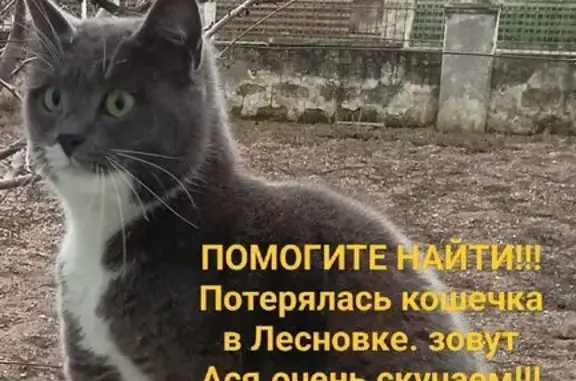 Пропала кошка, Лесновка, 5J28+XJ