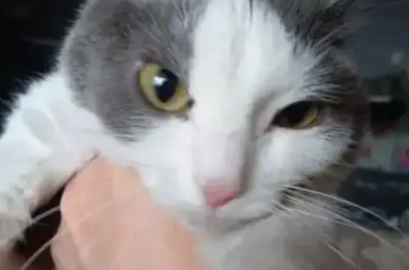 Кошки потеряшки, Кызыл, фото: Потеряшка кошка, ул. Ооржака, 17, Кызыл