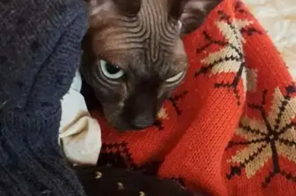 Найдена кошка, Московская область, фото: Найдена чёрная кошка, Шилово-1, МО