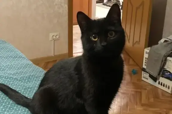 Кошки потеряшки, Брянская область, фото: Потеряшка кошка, Городец, Брянская обл.