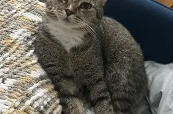 Кошки потеряшки, Ноябрьск, фото: Потеряшка кошка, ул. 60 лет СССР, 5, Ноябрьск