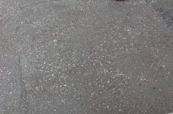 Найдена кошка, Куйбышев, фото: Бенгал Куйбышев, Новосибирская обл.