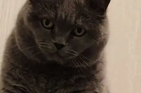 Кошки потеряшки, Кудряшовский сельсовет, фото: Потеряшка кошка, Малиновая ул., Кудряшовский