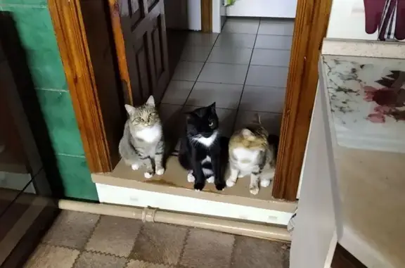 Пропала кошка, Красная ул., 86, Новозыбков