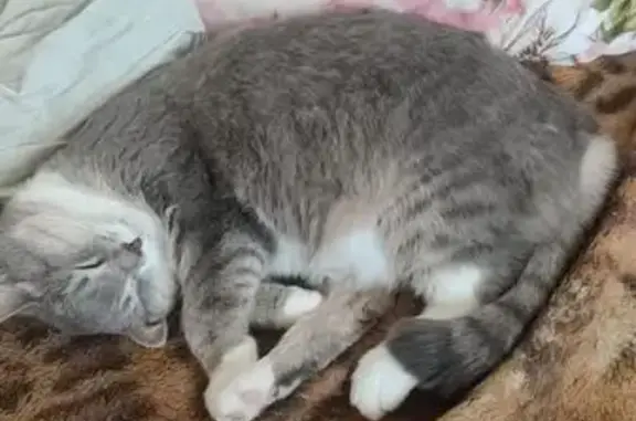 Кошки потеряшки, Магнитогорск, фото: Потеряшка кошка на Уральской, 109, Магнитогорск