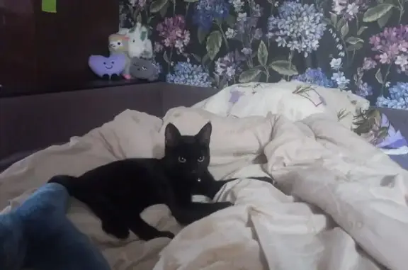 Чёрная кошка найдена на Советской, 19, Видное