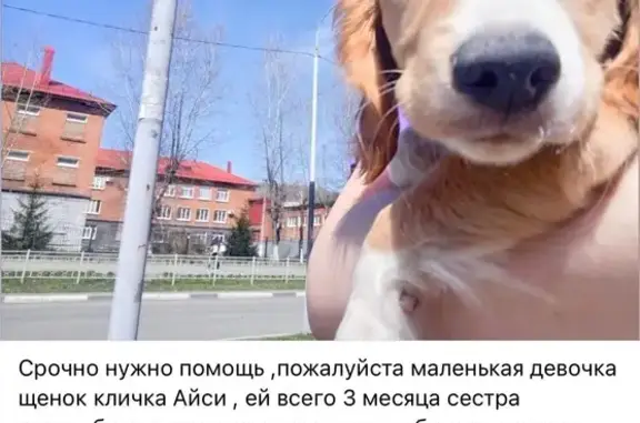 Пропала собака, Дзержинского 4, Междуреченск